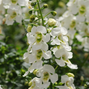 ANGELONIA - ARCHANGEL WHITE