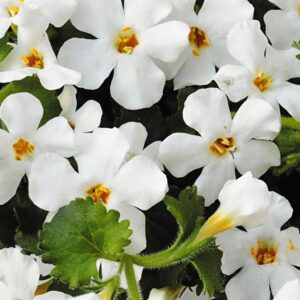 BACOPA - BAHIA WHITE