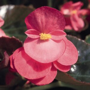 BEGONIA - BIG BRONZE LEAF ROSE