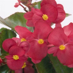 BEGONIA - BIG GREEN LEAF RED