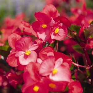 BEGONIA - BIG GREEN LEAF ROSE