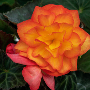 BEGONIA - NONSTOP FLAME