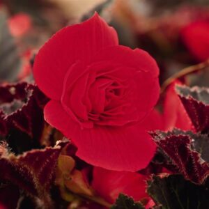 BEGONIA - NONSTOP MOCCA CHERRY