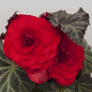 BEGONIA - NONSTOP MOCCA DEEP RED
