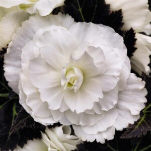 BEGONIA - NONSTOP MOCCA WHITE
