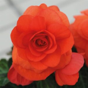 BEGONIA - NONSTOP ORANGE