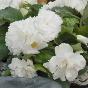 BEGONIA - NONSTOP WHITE