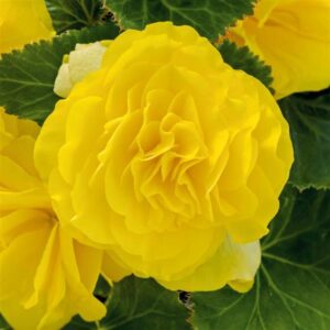 BEGONIA - NONSTOP YELLOW