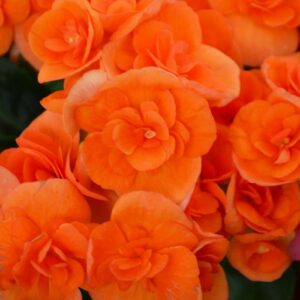 BEGONIA - REIGER ORANGE