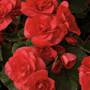 BEGONIA - REIGER RED