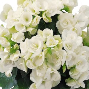 BEGONIA - REIGER WHITE