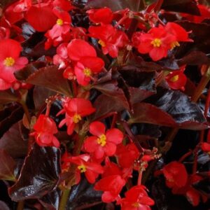 BEGONIA - VIKING BRONZE/RED