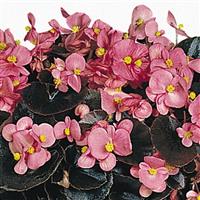 BEGONIA - WAX BRONZE LEAF PINK GIN