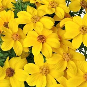 BIDENS - BIDY GONZALES TRAILING