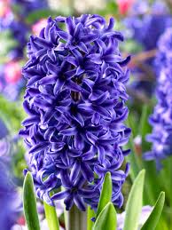 HYACINTH - BLUE (1 BULB)