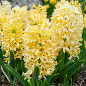 HYACINTH - YELLOW (3 BULBS)