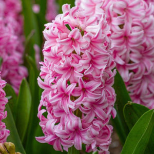 HYACINTH - PINK (1 BULB)