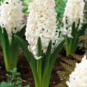 HYACINTH - WHITE (1 BULB)