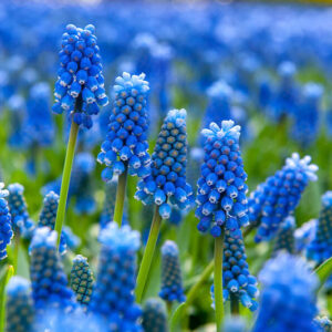 MUSCARI - GRAPE HYACINTH