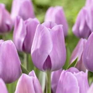 TULIP - LAVENDER (3 BULBS)