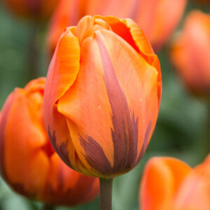 TULIP - ORANGE (3 BULBS)