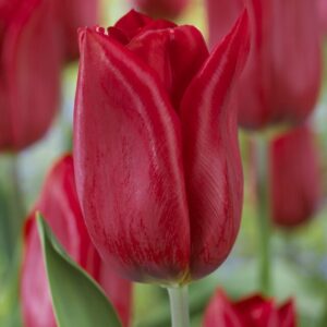 TULIP - RED (3 BULBS)