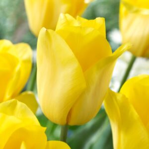 TULIP - YELLOW (3 BULBS)