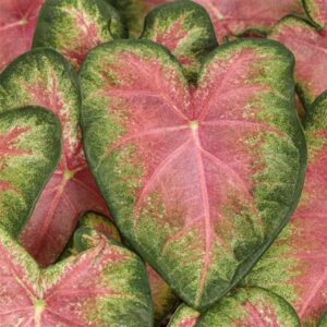 CALADIUM - PINK 4IN