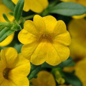 CALIBRACHOA - CABARET DEEP YELLOW