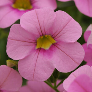CALIBRACHOA - CABARET LIGHT PINK
