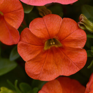 CALIBRACHOA - CABARET ORANGE