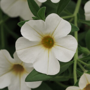 CALIBRACHOA - CABARET WHITE