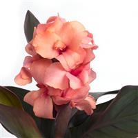 CANNA - BRONZE LEAF PEACH
