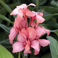 CANNA - GREEN LEAF MANGO