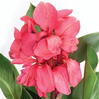 CANNA - GREEN LEAF ROSE DARK BUD