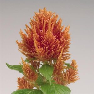CELOSIA - FRESH LOOK ORANGE