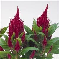 CELOSIA - DRAGONS BREATH