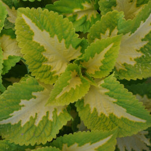 COLEUS - KONG JR. GREEN HALO