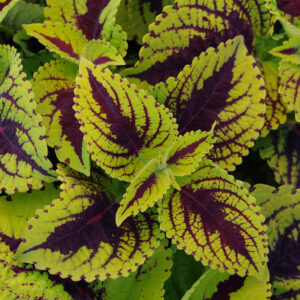 COLEUS - KONG JR. LIME VEIN