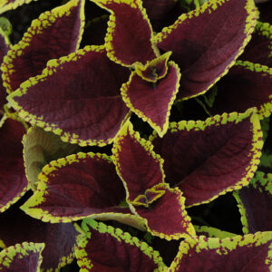 COLEUS - KONG JR. SCARLET