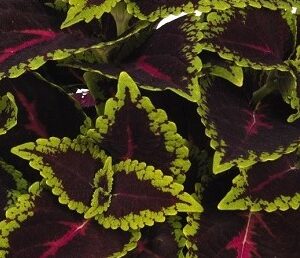 COLEUS - MAIN STREET ALLIGATOR ALLEY