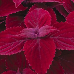 COLEUS - MAIN STREET BEALE ST