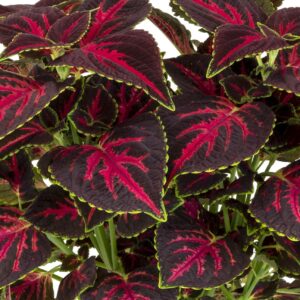 COLEUS - MAIN STREET ORCHARD ROAD