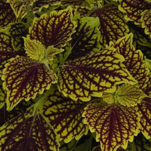 COLEUS - MAIN STREET VENICE BLVD