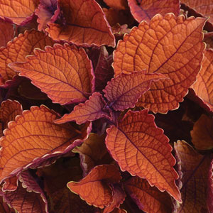 COLEUS - MAIN STREET WALL ST