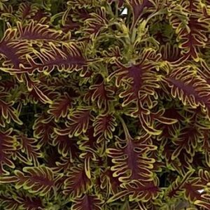 COLEUS - SKELETAL