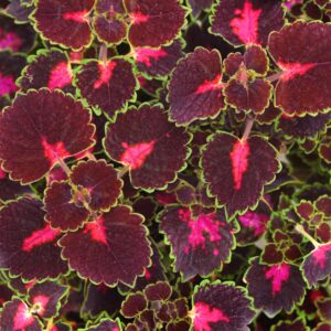 COLEUS - TRAILBLAZER ROAD TRIP
