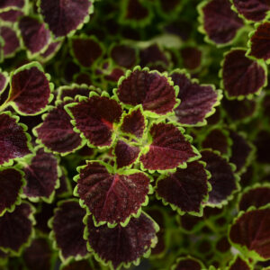 COLEUS - WEDDING TRAIN BURGUNDY