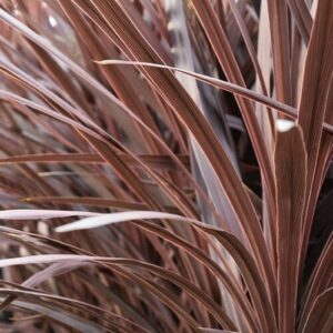 CORDYLINE SPIKE - RED STAR/SENSATION 4IN