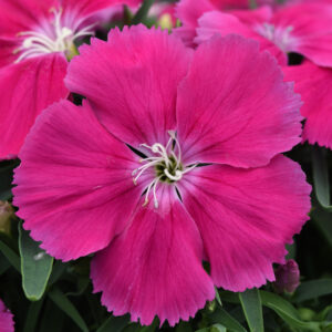 DIANTHUS - CORONET ROSE